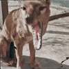 Archive footage of a Tasmanian tiger opening its jaws, promo for the Cyrillic collection